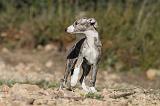 WHIPPET 139